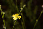 Florida yellow flax